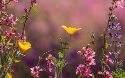 20210412 - 4839 Wildflower Progress Week of April 12